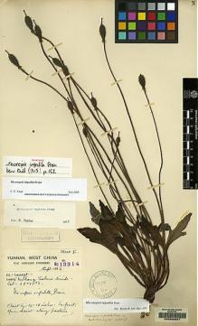Type specimen at Edinburgh (E). Forrest, George: 13314. Barcode: E00060647.