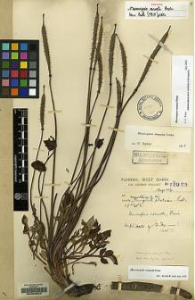 Type specimen at Edinburgh (E). Forrest, George: 12993. Barcode: E00060683.