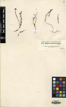Type specimen at Edinburgh (E). Kotschy, Carl (Karl): 780. Barcode: E00061170.