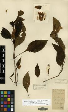 Type specimen at Edinburgh (E). Cavalerie, Pierre: 492. Barcode: E00061241.