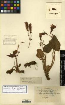 Type specimen at Edinburgh (E). Maire, Edouard-Ernest: . Barcode: E00061247.