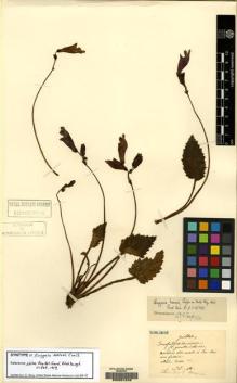 Type specimen at Edinburgh (E). Maire, Edouard-Ernest: . Barcode: E00061249.