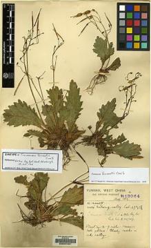 Type specimen at Edinburgh (E). Forrest, George: 13064. Barcode: E00061251.