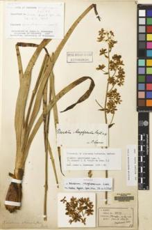 Type specimen at Edinburgh (E). Henry, Augustine: 9979. Barcode: E00061642.