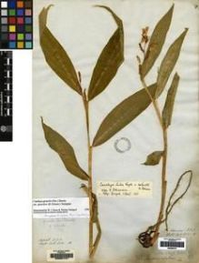 Type specimen at Edinburgh (E). Wallich, Nathaniel: 6531 A. Barcode: E00061741.