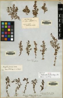 Type specimen at Edinburgh (E). Wallich, Nathaniel: 1491. Barcode: E00062006.