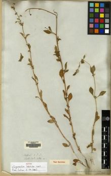 Type specimen at Edinburgh (E). Wallich, Nathaniel: 1484A. Barcode: E00062009.