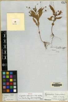 Type specimen at Edinburgh (E). Wallich, Nathaniel: 1489. Barcode: E00062010.