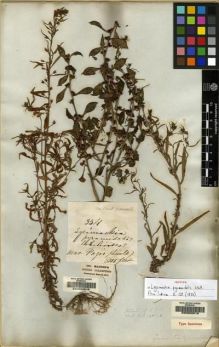 Type specimen at Edinburgh (E). Wallich, Nathaniel: 1486A. Barcode: E00062013.