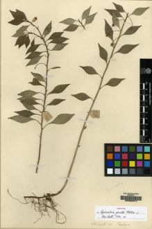 Type specimen at Edinburgh (E). Garrett, H.: 403. Barcode: E00062017.