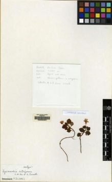 Type specimen at Edinburgh (E). Kerr, Arthur: 21026. Barcode: E00062021.