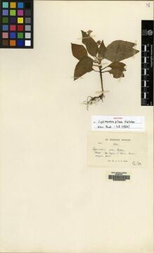 Type specimen at Edinburgh (E). Kerr, Arthur: 6341. Barcode: E00062025.