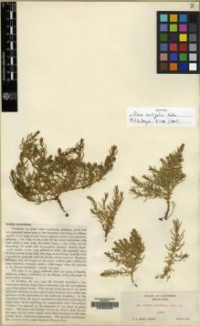 Type specimen at Edinburgh (E). Heller, Amos: 8073. Barcode: E00062034.
