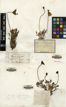 Type specimen at Edinburgh (E). Angstrom, Johan: . Barcode: E00062045.