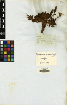 Type specimen at Edinburgh (E). Mathews, Andrew: 1152. Barcode: E00062049.