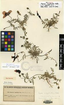 Type specimen at Edinburgh (E). Von Heldreich, Theodor: 816. Barcode: E00062051.