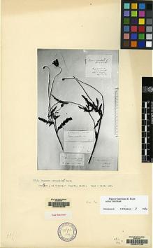 Type specimen at Edinburgh (E). von Radde, Gustav: . Barcode: E00062053.