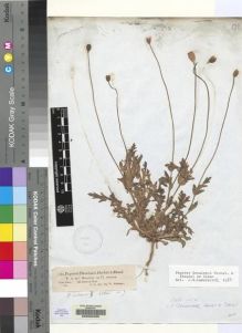 Type specimen at Edinburgh (E). Schimper, Wilhelm: 125. Barcode: E00062059.