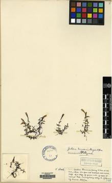 Type specimen at Edinburgh (E). Kingdon-Ward, Francis: 1900. Barcode: E00062087.