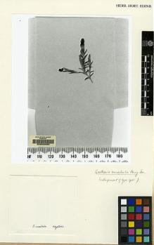 Type specimen at Edinburgh (E). Handel-Mazzetti, Heinrich: 9610. Barcode: E00062088.