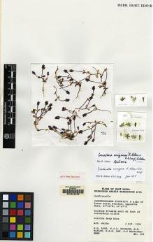 Type specimen at Edinburgh (E). Edinburgh Makalu Expedition (1991): 503. Barcode: E00062092.