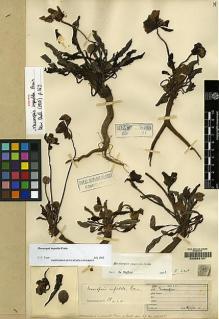 Type specimen at Edinburgh (E). Kingdon-Ward, Francis: 792. Barcode: E00062107.