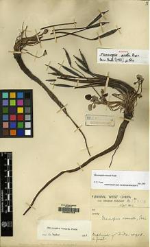 Type specimen at Edinburgh (E). Forrest, George: 11008. Barcode: E00062108.