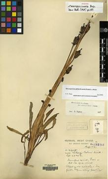 Type specimen at Edinburgh (E). Forrest, George: 13238. Barcode: E00062109.