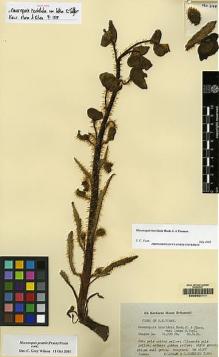 Type specimen at Edinburgh (E). Ludlow, Frank; Sherriff, George: 2188. Barcode: E00062111.