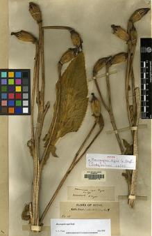 Type specimen at Edinburgh (E). Dhwoj, Lall: 18. Barcode: E00062113.