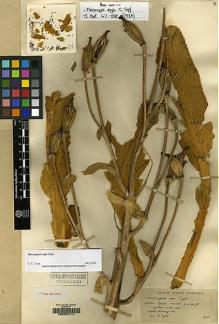 Type specimen at Edinburgh (E). Dhwoj, Lall: 195. Barcode: E00062114.