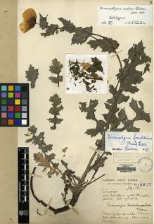 Type specimen at Edinburgh (E). Forrest, George: 12607. Barcode: E00062115.