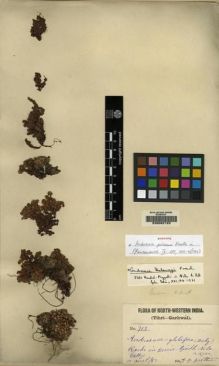 Type specimen at Edinburgh (E). Duthie, John: 713. Barcode: E00062122.