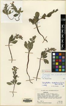 Type specimen at Edinburgh (E). Wendelbo, Per; Hedge, Ian; Ekberg, Lars: W7548. Barcode: E00062147.