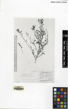 Type specimen at Edinburgh (E). Prjachin, M.: . Barcode: E00062158.
