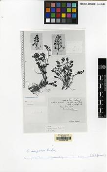 Type specimen at Edinburgh (E). Ludlow, Frank; Sherriff, George: 9698. Barcode: E00062160.