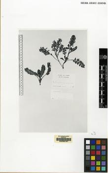 Type specimen at Edinburgh (E). Richardson, H.: 83. Barcode: E00062161.