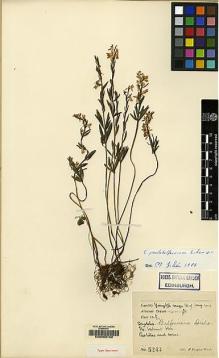 Type specimen at Edinburgh (E). Kingdon-Ward, Francis: 5243. Barcode: E00062168.