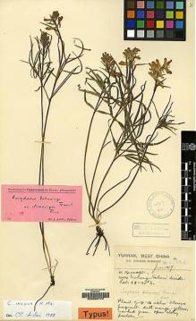 Type specimen at Edinburgh (E). Forrest, George: 14056. Barcode: E00062174.