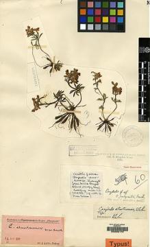 Type specimen at Edinburgh (E). Kingdon-Ward, Francis: 60. Barcode: E00062178.