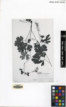 Type specimen at Edinburgh (E). Smith, Karl:   1965. Barcode: E00062194.