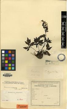 Type specimen at Edinburgh (E). Cavalerie, Pierre: . Barcode: E00062199.