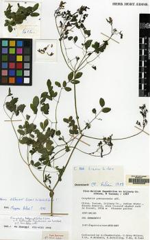 Type specimen at Edinburgh (E). Sino-British Lijiang Expedition (1987): 412. Barcode: E00062206.