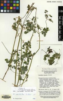 Type specimen at Edinburgh (E). Sino-American Botanical Expedition (1980): 399. Barcode: E00062210.