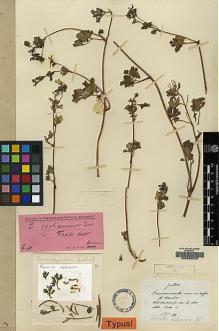 Type specimen at Edinburgh (E). Maire, Edouard-Ernest: . Barcode: E00062222.