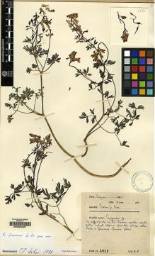 Type specimen at Edinburgh (E). Farrer, Reginald: 1811. Barcode: E00062227.