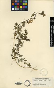 Type specimen at Edinburgh (E). Ching, Ren-Chang: 461. Barcode: E00062233.