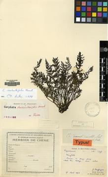 Type specimen at Edinburgh (E). Bodinier, Emile: 2247. Barcode: E00062237.