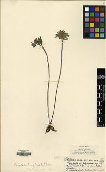 Type specimen at Edinburgh (E). Kingdon-Ward, Francis: 5865. Barcode: E00062262.