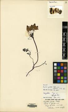 Type specimen at Edinburgh (E). Gould, B.J.: 1106. Barcode: E00062270.